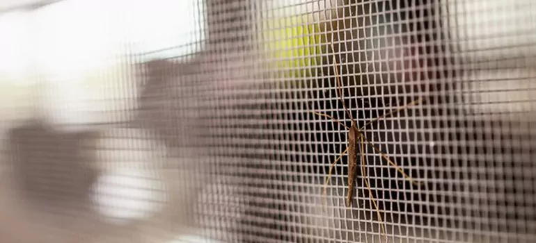 Repair Mosquito Mesh For Windows in Gainesville, FL